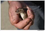 Weasel 1